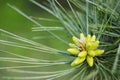 Cluster of pollen-bearing male cones at the tip of a lodgepole pine branch. Young Lodgepole Pine cones on a branch