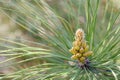 Cluster of pollen-bearing male cones at the tip of a lodgepole pine branch. Young Lodgepole Pine cones on a branch