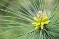 Cluster of pollen-bearing male cones at the tip of a lodgepole pine branch. Young Lodgepole Pine cones on a branch