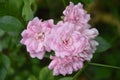 Cluster of Pretty Pink Roses in Bloom Royalty Free Stock Photo