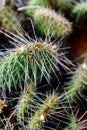 Cluster of prickly pear cactus Royalty Free Stock Photo