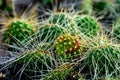 Cluster of prickly pear cactus Royalty Free Stock Photo