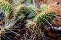 Cluster of prickly pear cactus Royalty Free Stock Photo