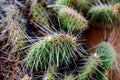 Cluster of prickly pear cactus Royalty Free Stock Photo