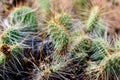 Cluster of prickly pear cactus Royalty Free Stock Photo
