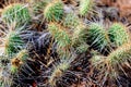 Cluster of prickly pear cactus Royalty Free Stock Photo