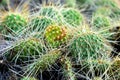 Cluster of prickly pear cactus Royalty Free Stock Photo