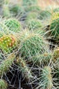Cluster of prickly pear cactus Royalty Free Stock Photo