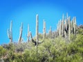 A cluster of proud Saguaro Cacti