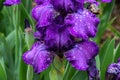 Cluster of Purple Bearded iris blossoms Royalty Free Stock Photo