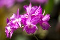 Cluster of Purple Cattleya Orchids