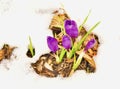 Cluster or purple crocus flowers and green leaves emerging in snow