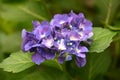 Cluster of Purple Flowers on a Hydrangea Bush