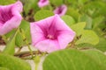 Cluster of purple flowers of a railroad vine Royalty Free Stock Photo