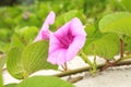 Cluster of purple flowers of a railroad vine Royalty Free Stock Photo