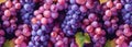 Cluster of Purple Grapes Hanging From Tree Royalty Free Stock Photo
