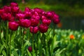 A cluster of purple tulip flowers beside the pond Royalty Free Stock Photo