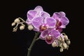 Cluster of Purple and White Phalaenopsis Moth Orchid Flowers on a Black Background Royalty Free Stock Photo