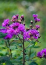 Cluster Purple Wildflowers