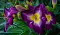 purple and yellow daylilies Royalty Free Stock Photo