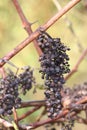 Cluster of raisins dry hanging on the branch Royalty Free Stock Photo