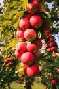 Cluster of Red Apples Hanging on Tree