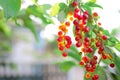 Cluster of red berries on the brunch of tree in the village garden Royalty Free Stock Photo