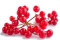 Cluster of red berries of guelder rose isolated Royalty Free Stock Photo