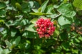 A cluster of red berries of a wayfarer tree