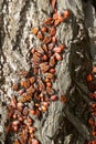 Cluster of red and black bugs firebug Pyrrhocoris apterus on tree bark Royalty Free Stock Photo