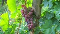 Cluster Red Cardinal Table Grapes Royalty Free Stock Photo