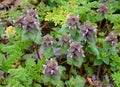 Cluster of red dead nettle plants with pink flowers and purple and green leaves. Royalty Free Stock Photo