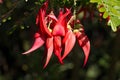 Cluster of red flowers of Clianthus with water drops