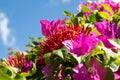 Cluster of red ixora coccinea among blurred pink bougainvillea