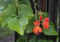 Bright Red Runner Bean Flowers after Rain Royalty Free Stock Photo
