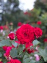 a cluster of red roses sitting on top of a plant