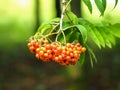 Cluster of red rowan berries