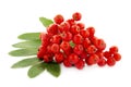 Cluster of red rowan berries isolated on white background. Red cluster of rowan berries with green leaves isolated on