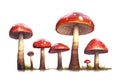 Cluster of red spotted mushrooms on a white background with green moss Royalty Free Stock Photo