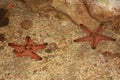 Cluster of red starfish underwater on the sea floor Royalty Free Stock Photo