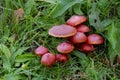 A cluster of red toadstools