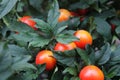 Cluster of red tomatoes Royalty Free Stock Photo