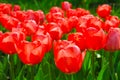 A cluster of red tulip flowers in the garden Royalty Free Stock Photo
