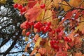 Cluster of red viburnum berries hanging on the branch and colourful leaves in the background of blue sky in autumn in Kaunas, Lith Royalty Free Stock Photo