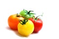 Cluster of red yellow orange and green tomatoes Royalty Free Stock Photo