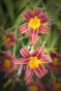 Cluster of red and yellow tiger lilies Royalty Free Stock Photo