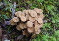 Cluster of Ringless Honey Fungi