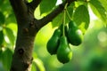 A cluster of ripe avocados hangs from a tree branch, bathed in sunlight. Generative AI Royalty Free Stock Photo