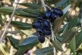 Ripe black Spanish olives hanging on olive tree branch with blurred background Royalty Free Stock Photo