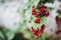 Cluster of ripe currants on the branch of the currant bush